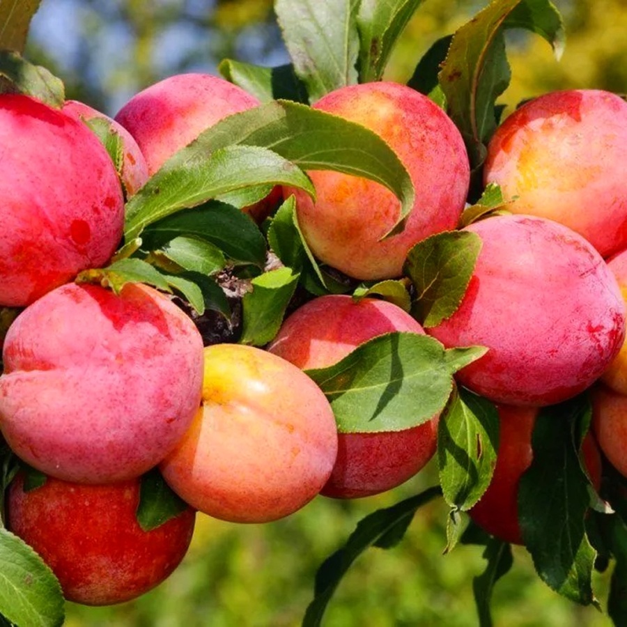 Купити Гібрид сливи "Роял Руж"