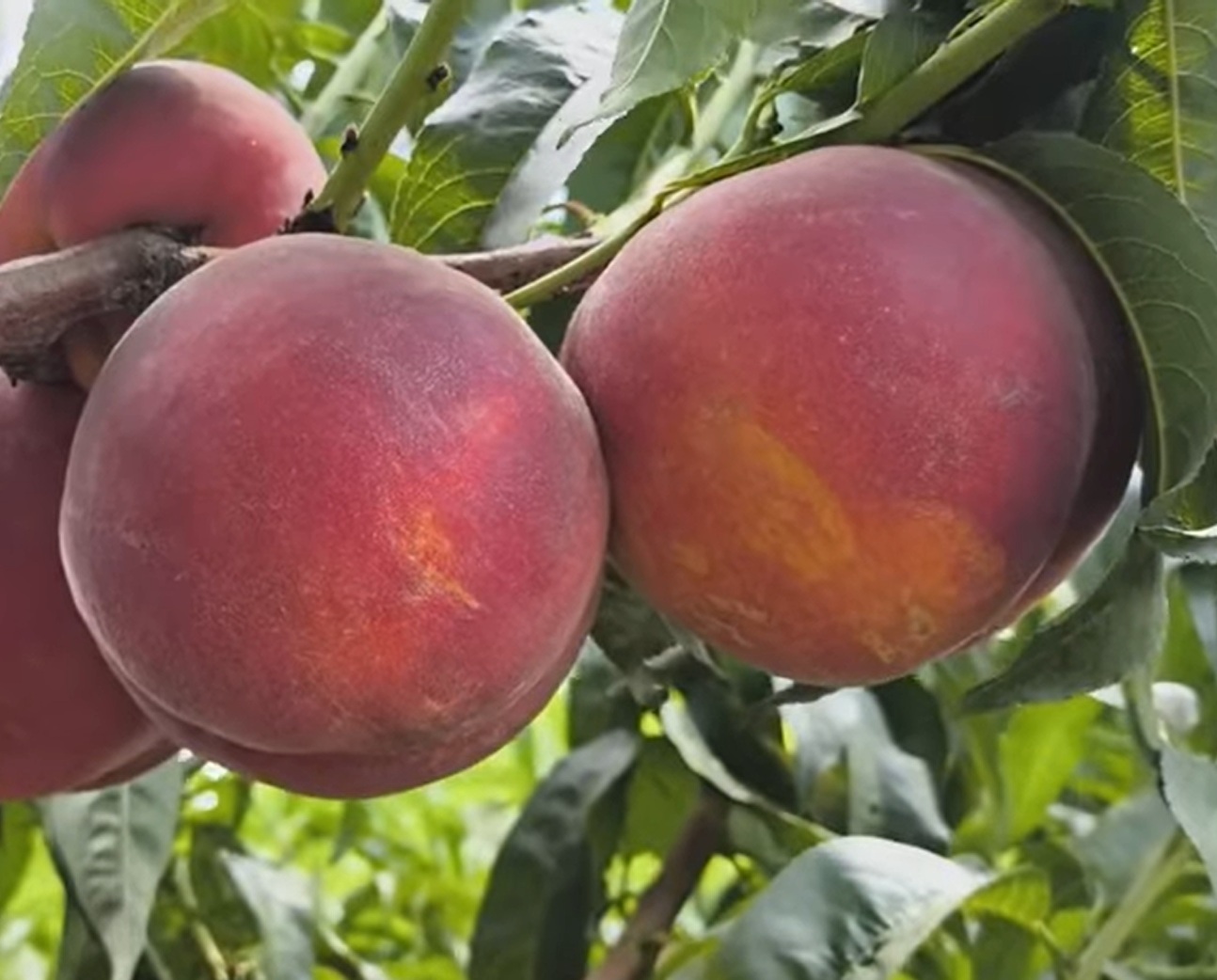 Купити Персик "Роял Тайм"