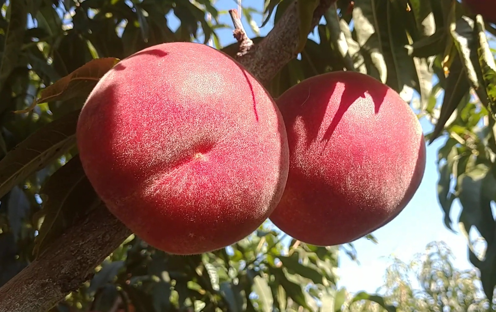 Купити Персик "Роял Тайм"