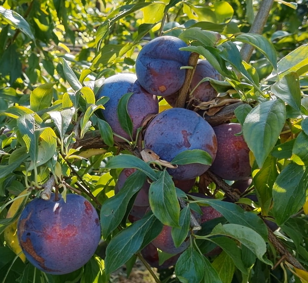Купити Гібрид Сливи "Рубі Кранч"