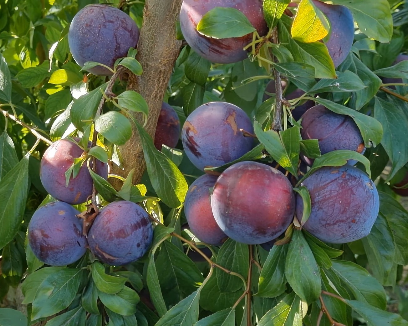 Купити Гібрид Сливи "Рубі Кранч"