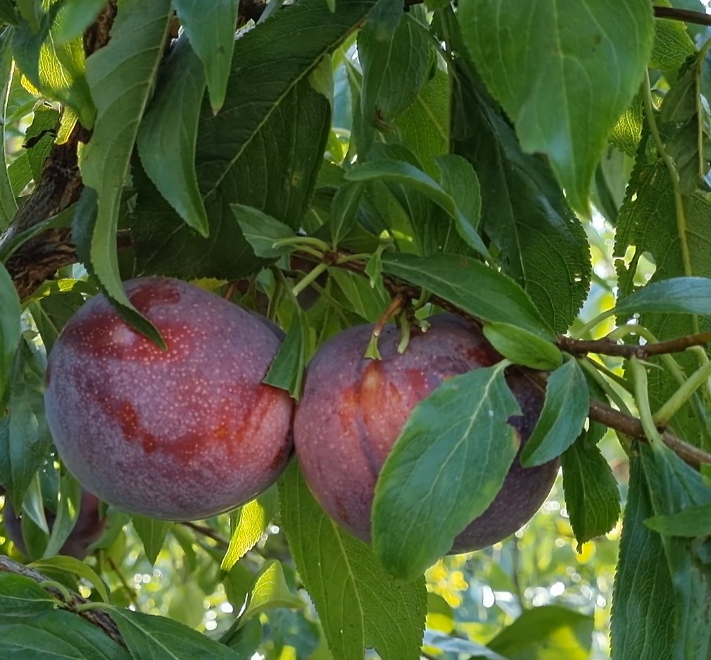 Купити Гібрид Сливи "Рубі Кранч"
