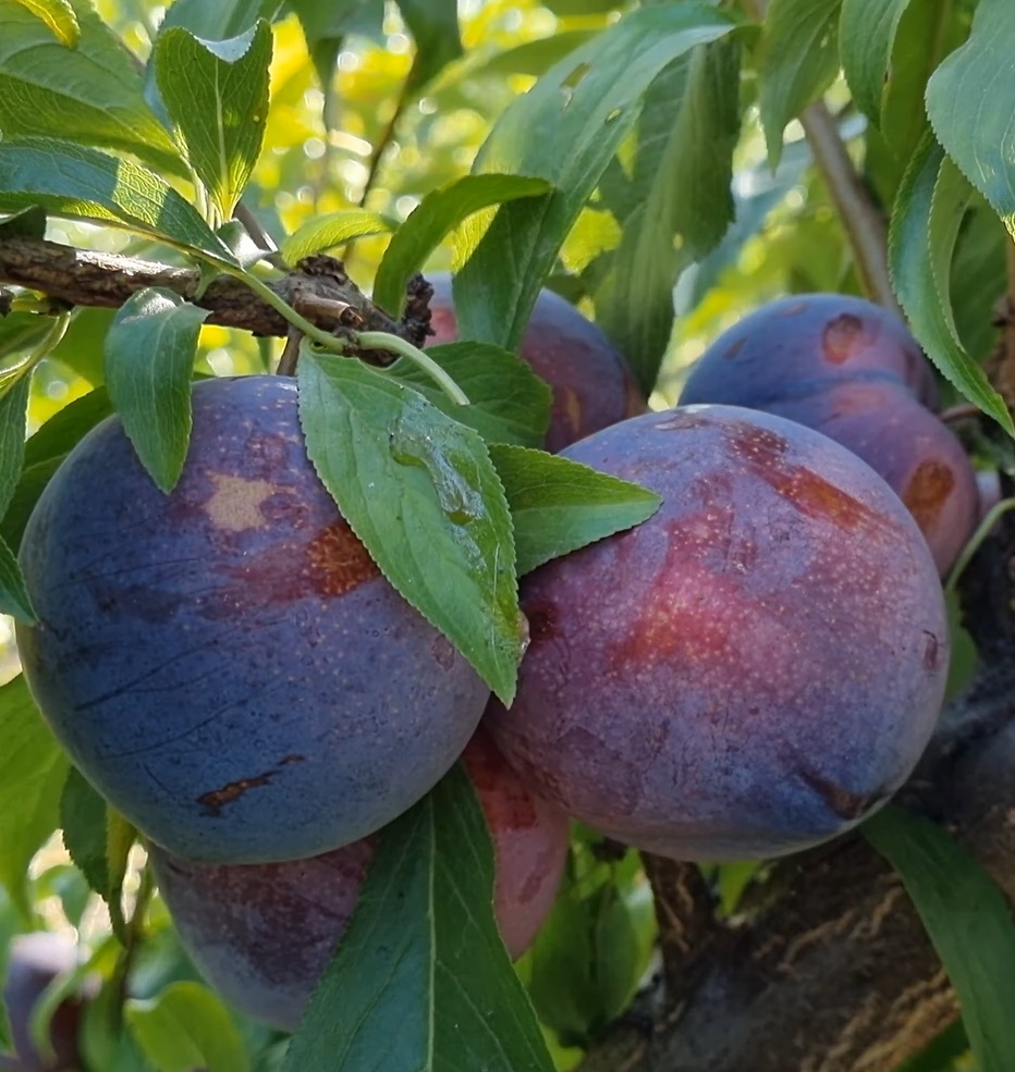 Купити Гібрид Сливи "Рубі Кранч"