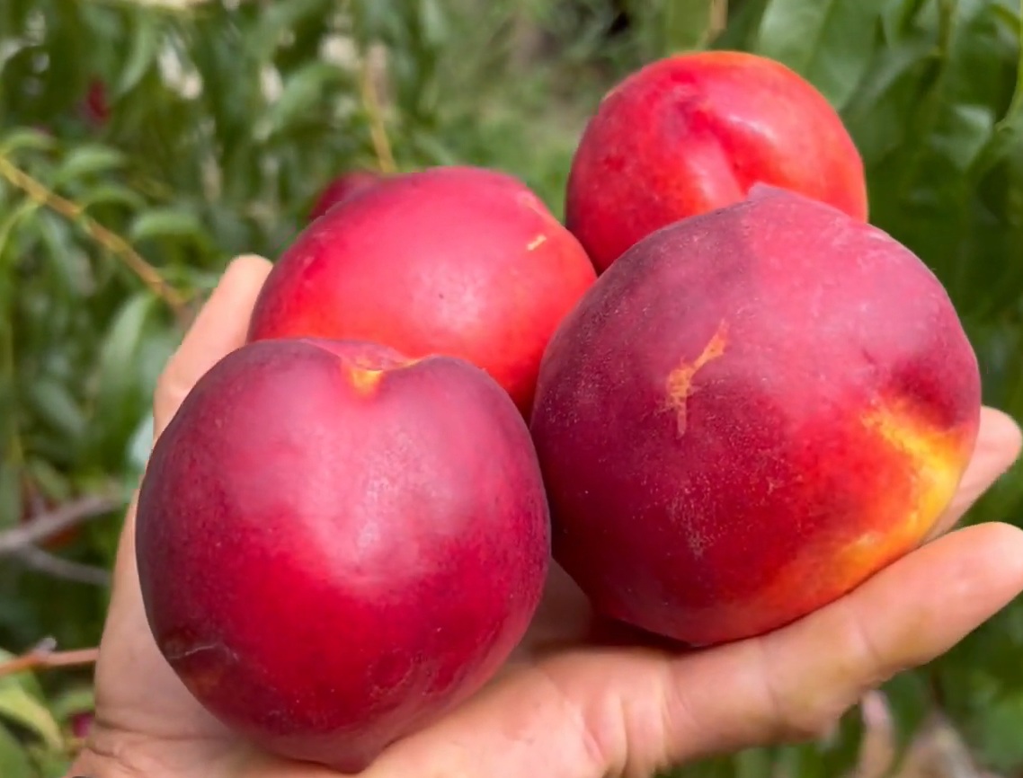 Купити Нектарин "Рубіновий 4"