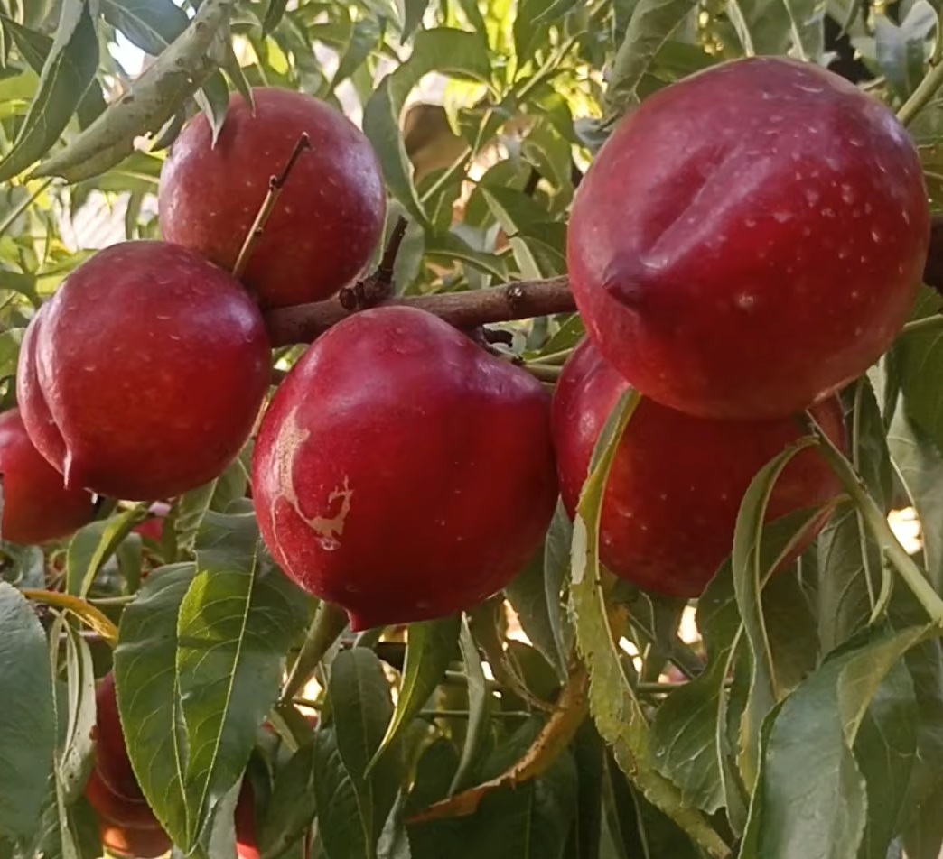 Купити Нектарин "Рубіновий 4"