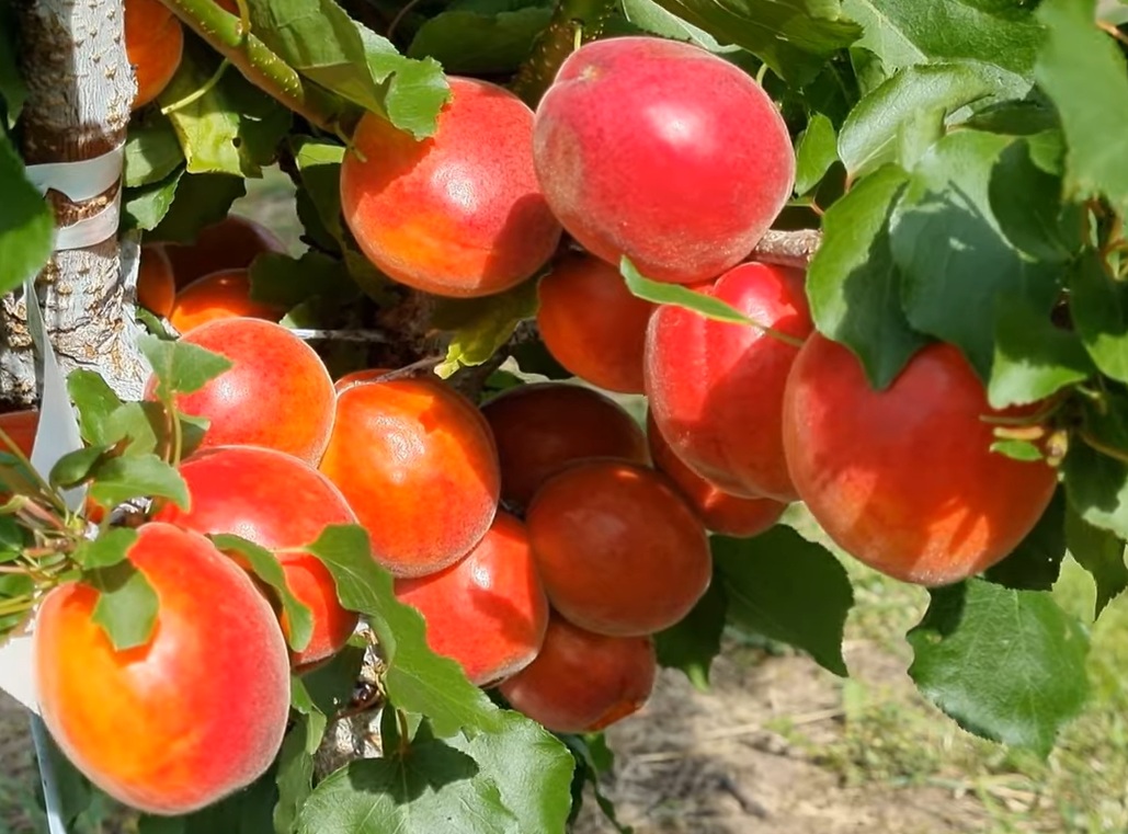 Купити Абрикос "Рубіста"