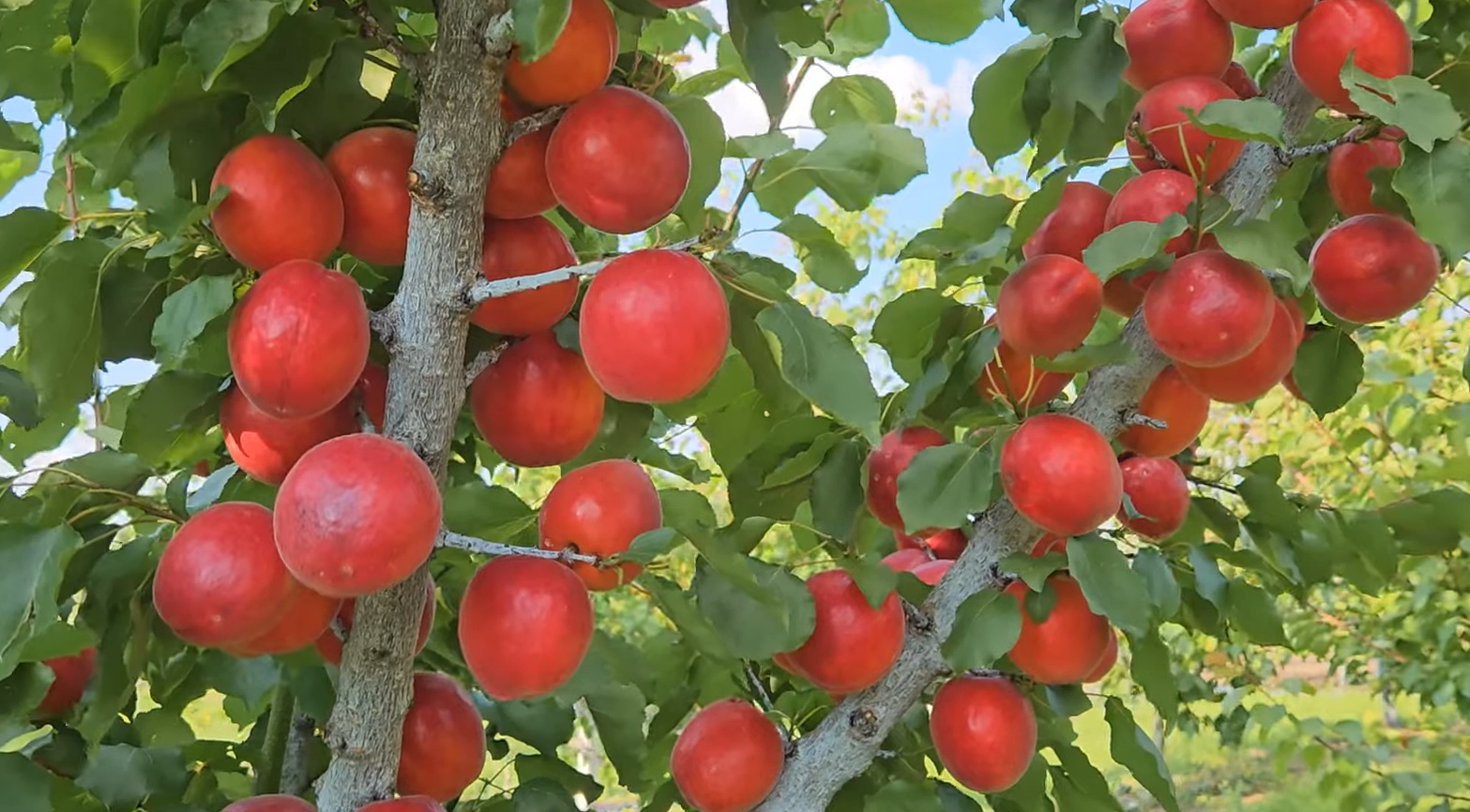 Купити Абрикос "Рубіста"