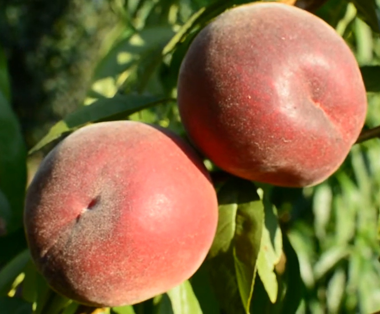 Купити Персик "Річ Леді"