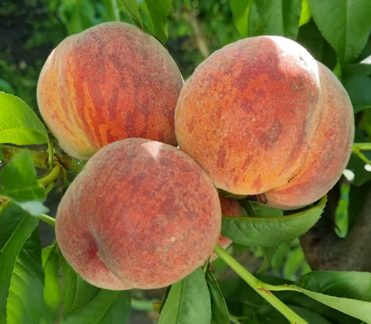 Купить Персик "Рич Мэй"