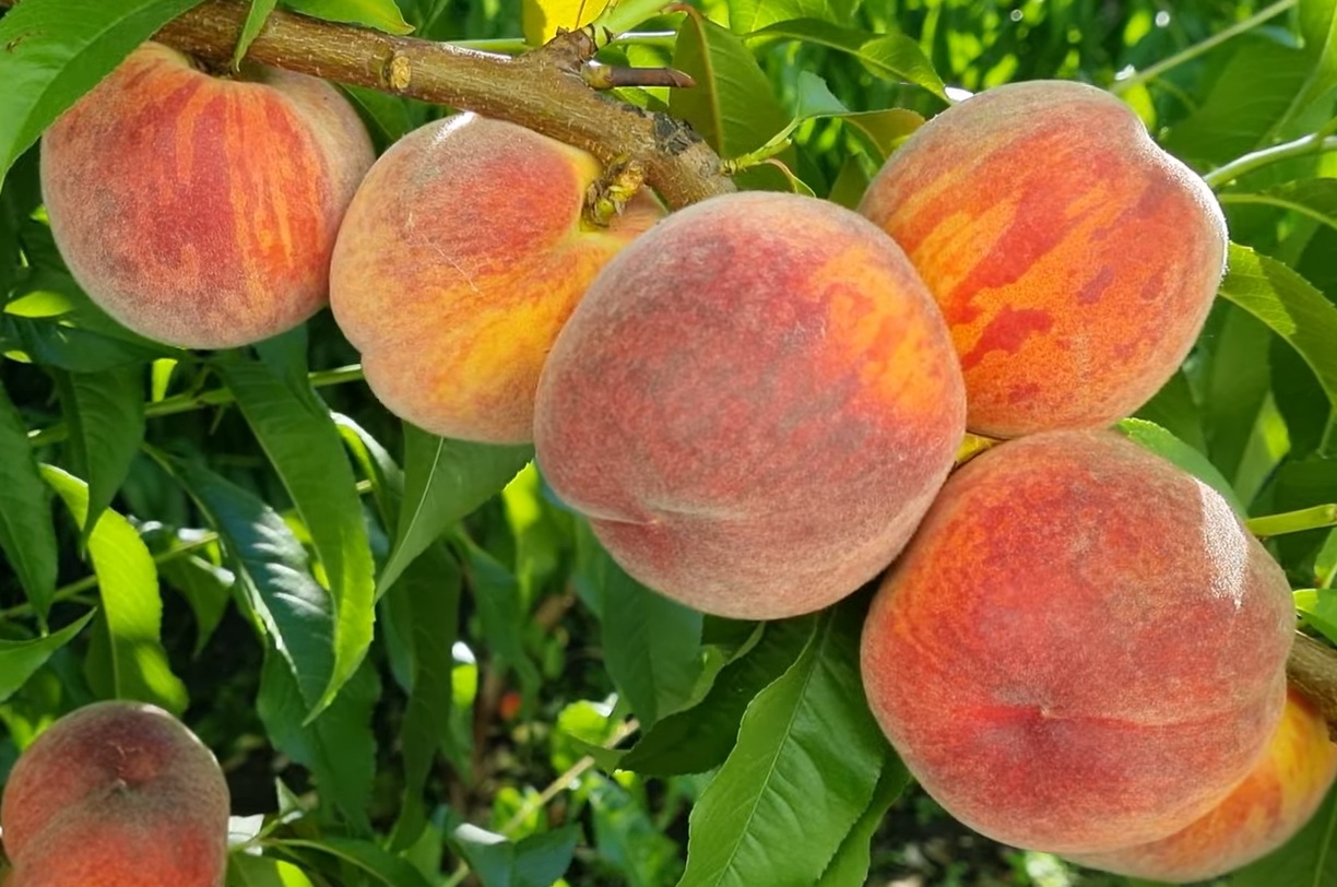 Купить Персик "Рич Мэй"