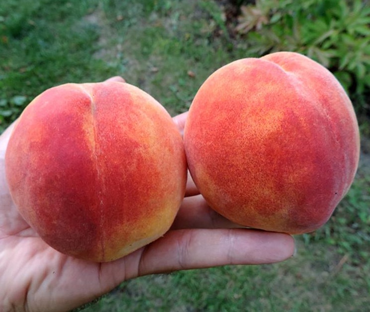 Купити Персик "Сан Крест"