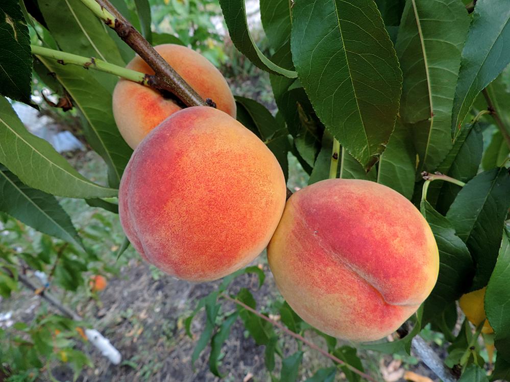 Купити Персик "Сан Крест"