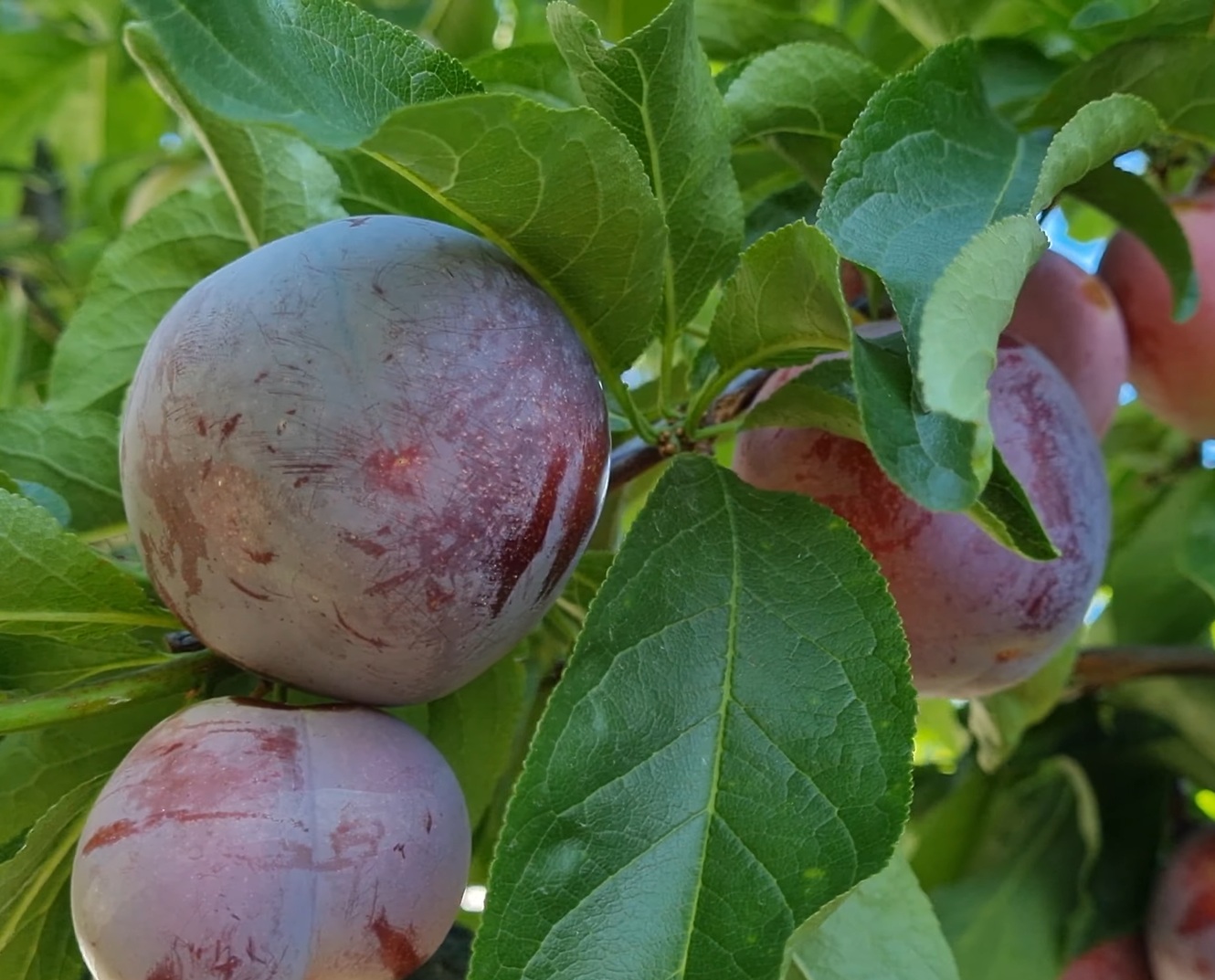 Купити Гібрид сливи "Санта Роза"