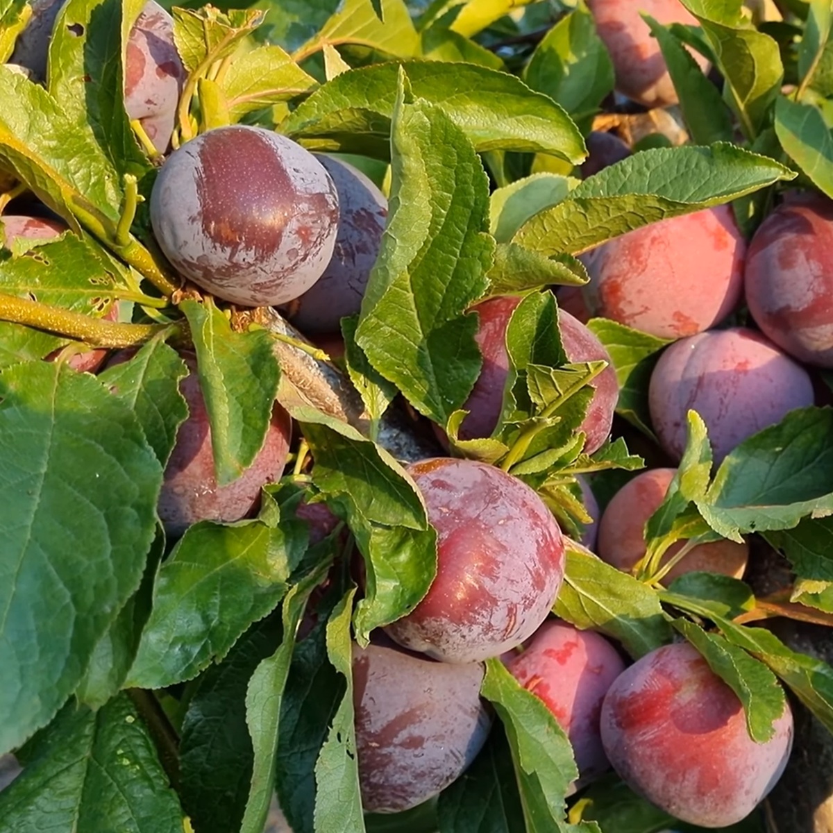 Купити Гібрид сливи "Санта Роза"