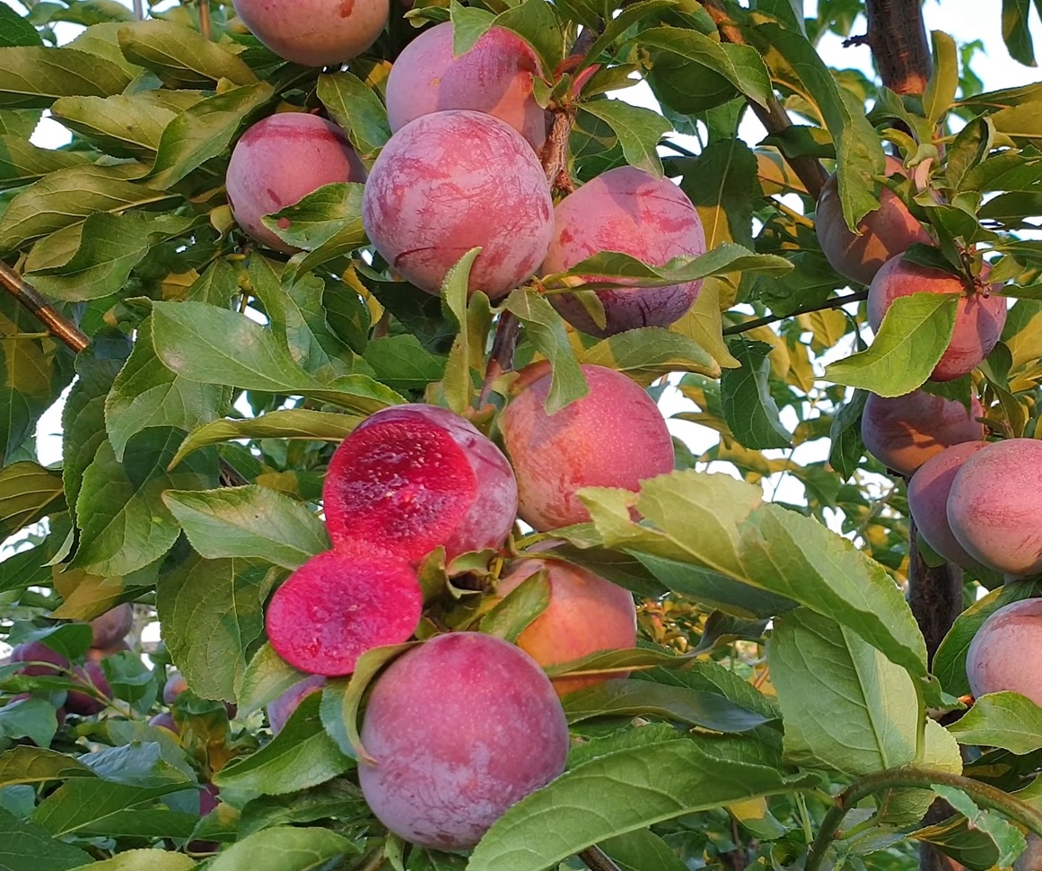 Купити Гібрид сливи "Санта Роза"