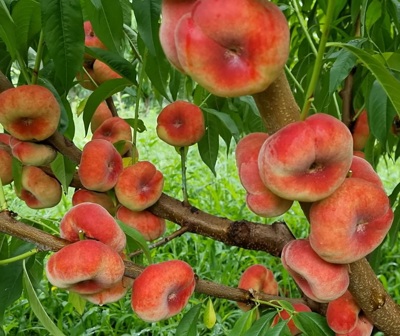 Купити Інжирний персик "Сатурн"