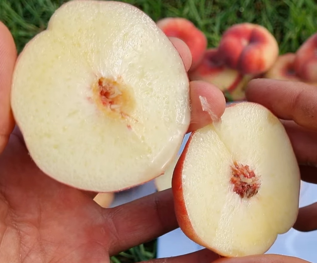 Купити Інжирний персик "Сатурн"