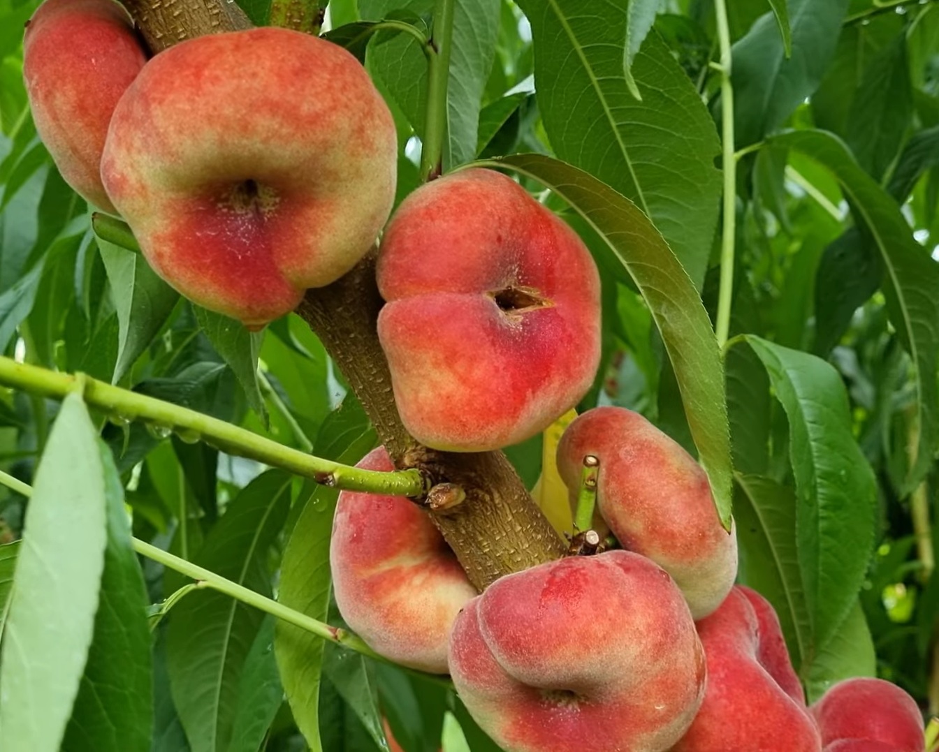 Купити Інжирний персик "Сатурн"