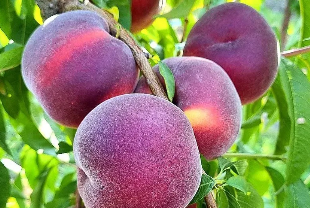 Купить Персик "Свит Дрим"