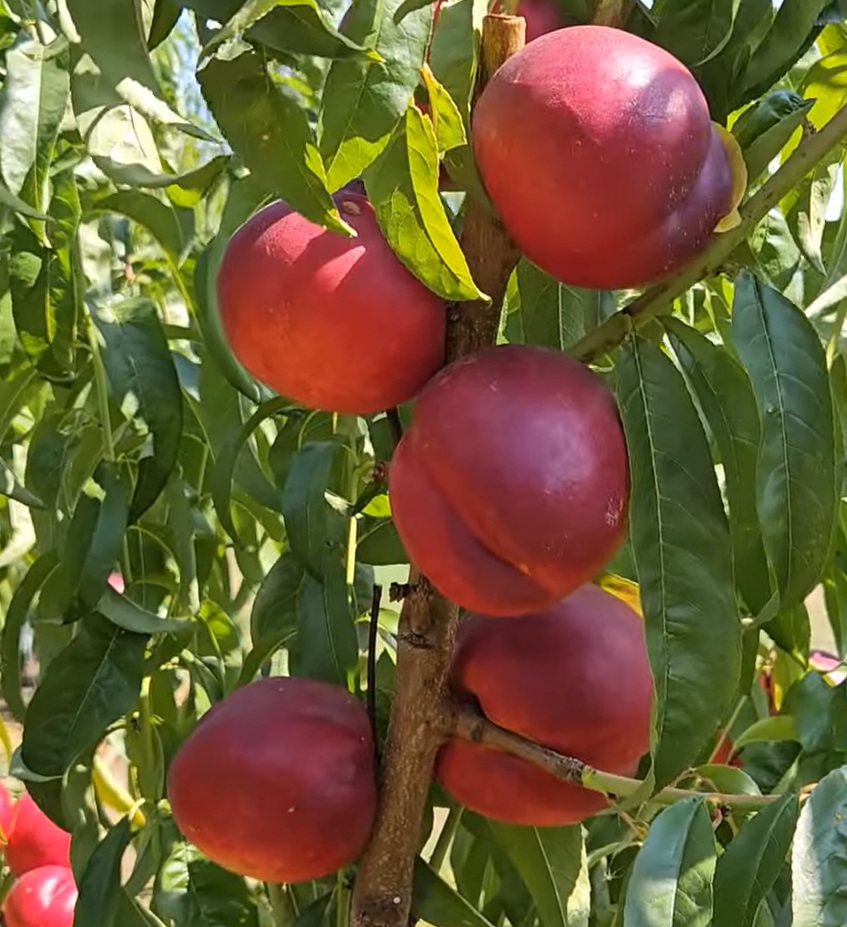 Купити Нектарин "Світ Леді"