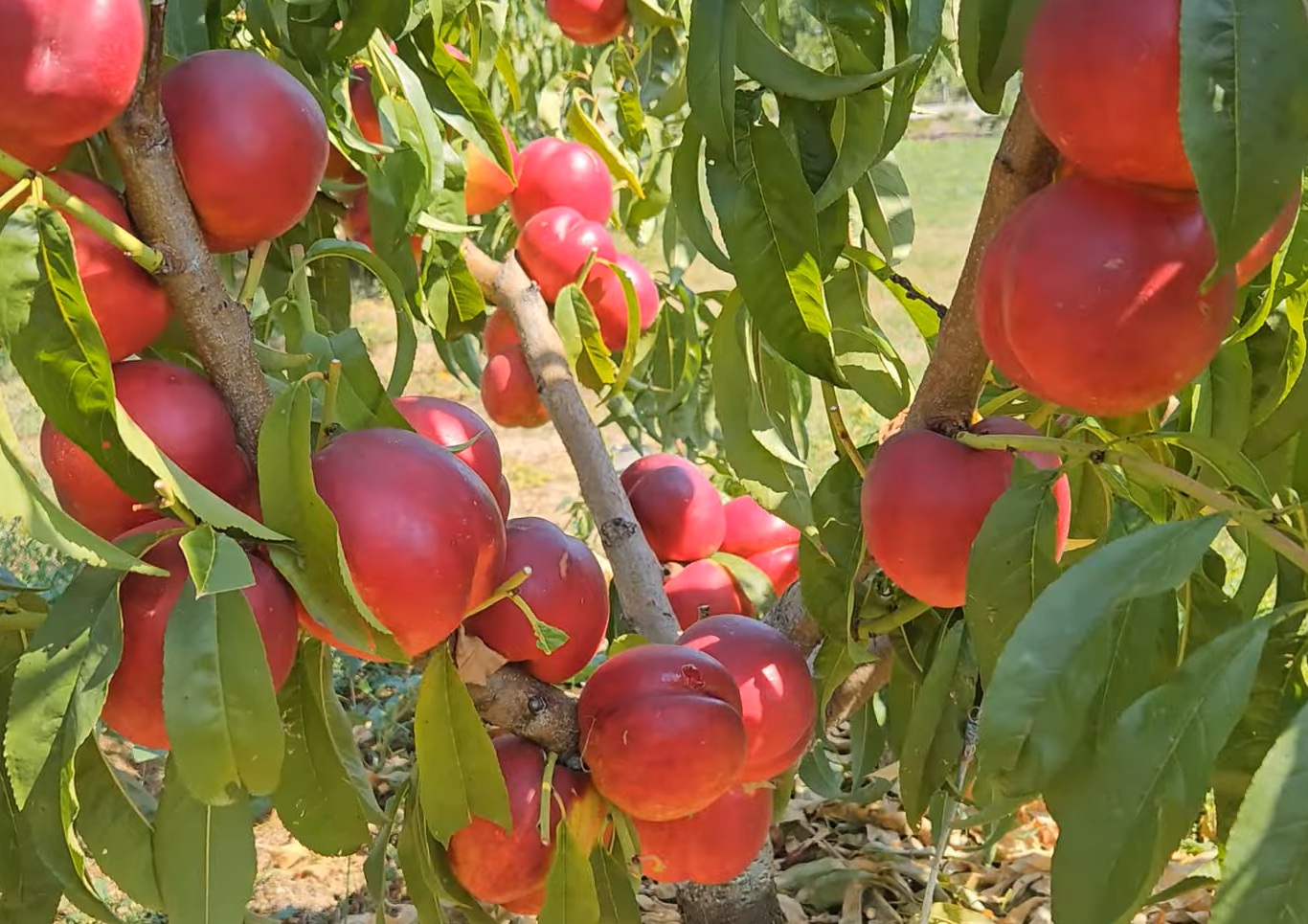 Купити Нектарин "Світ Леді"