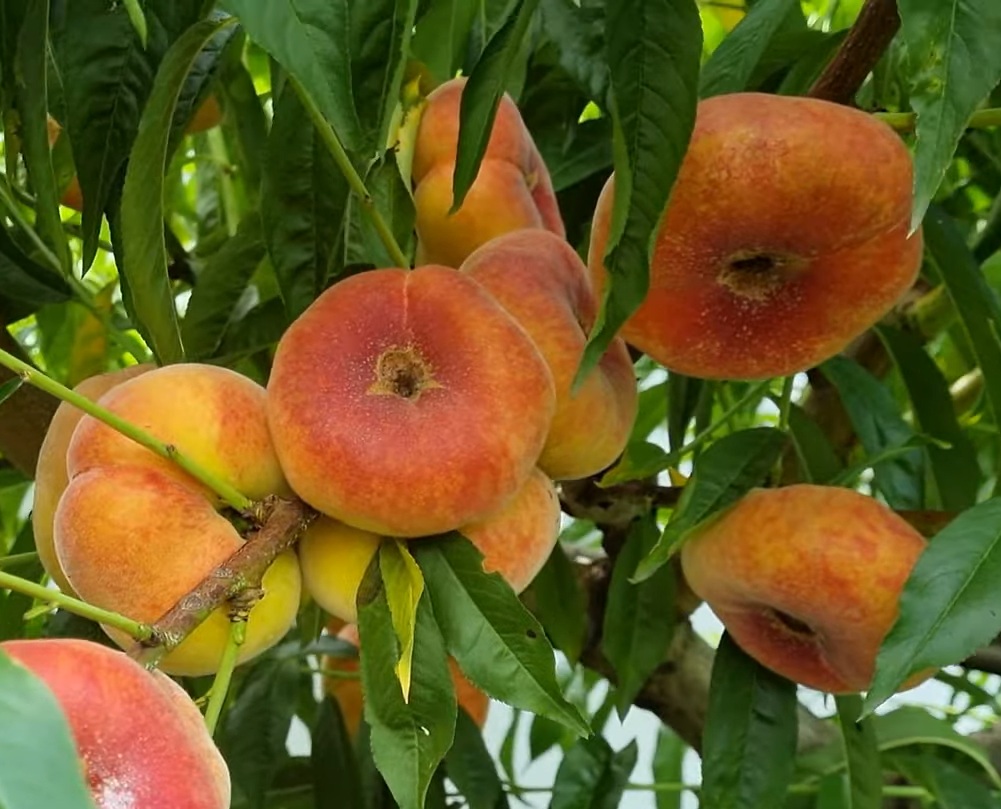 Купити Інжирний персик "Світ ринг"