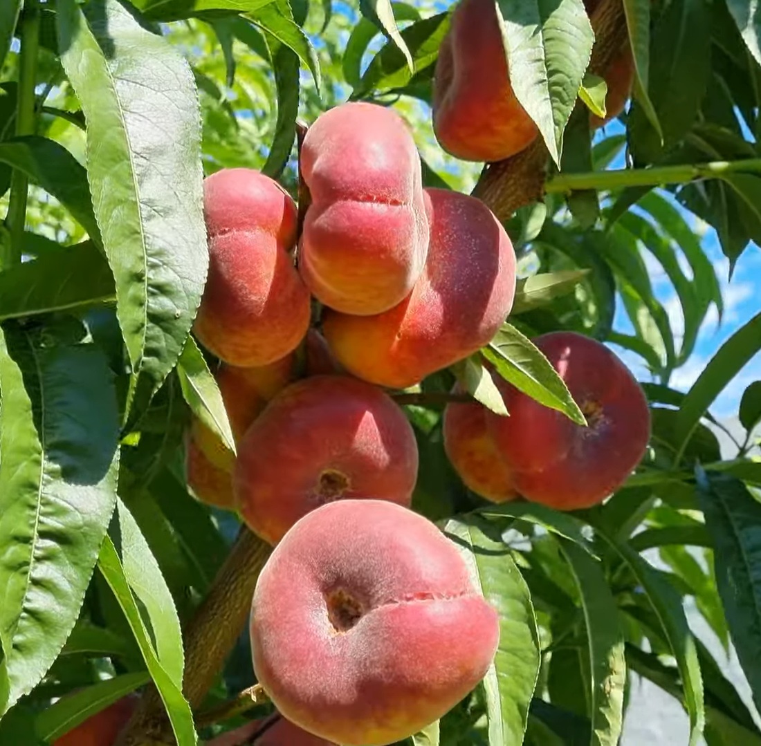 Купити Інжирний персик "Світ ринг"