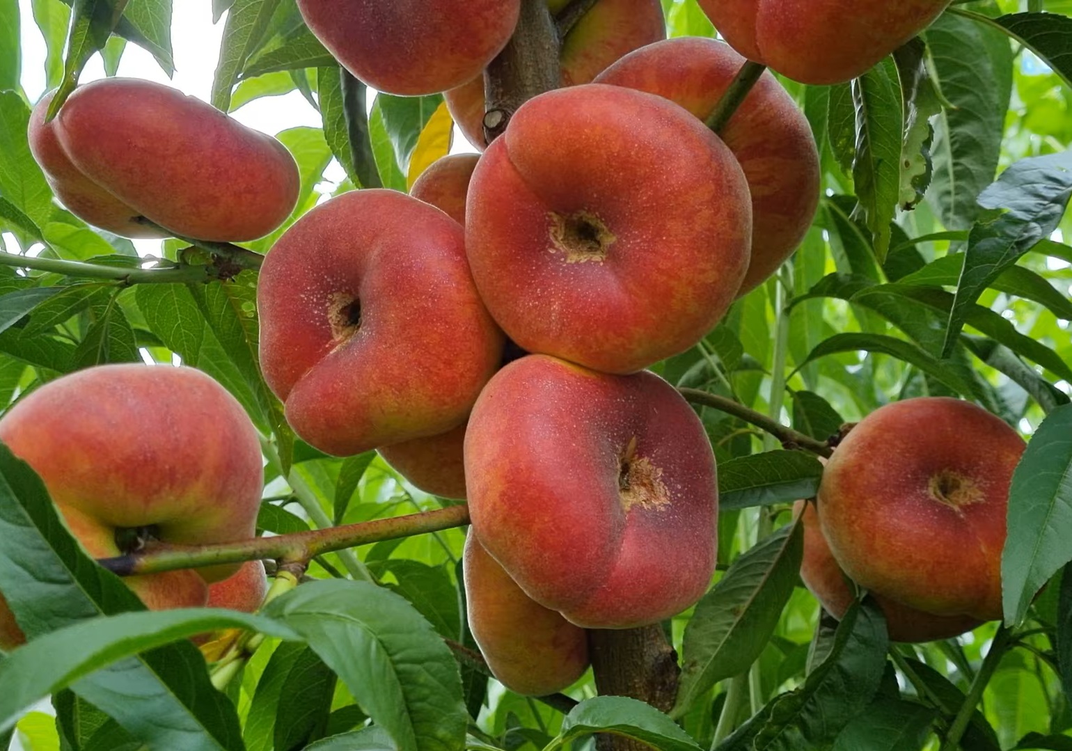 Купити Інжирний персик "Світ ринг"