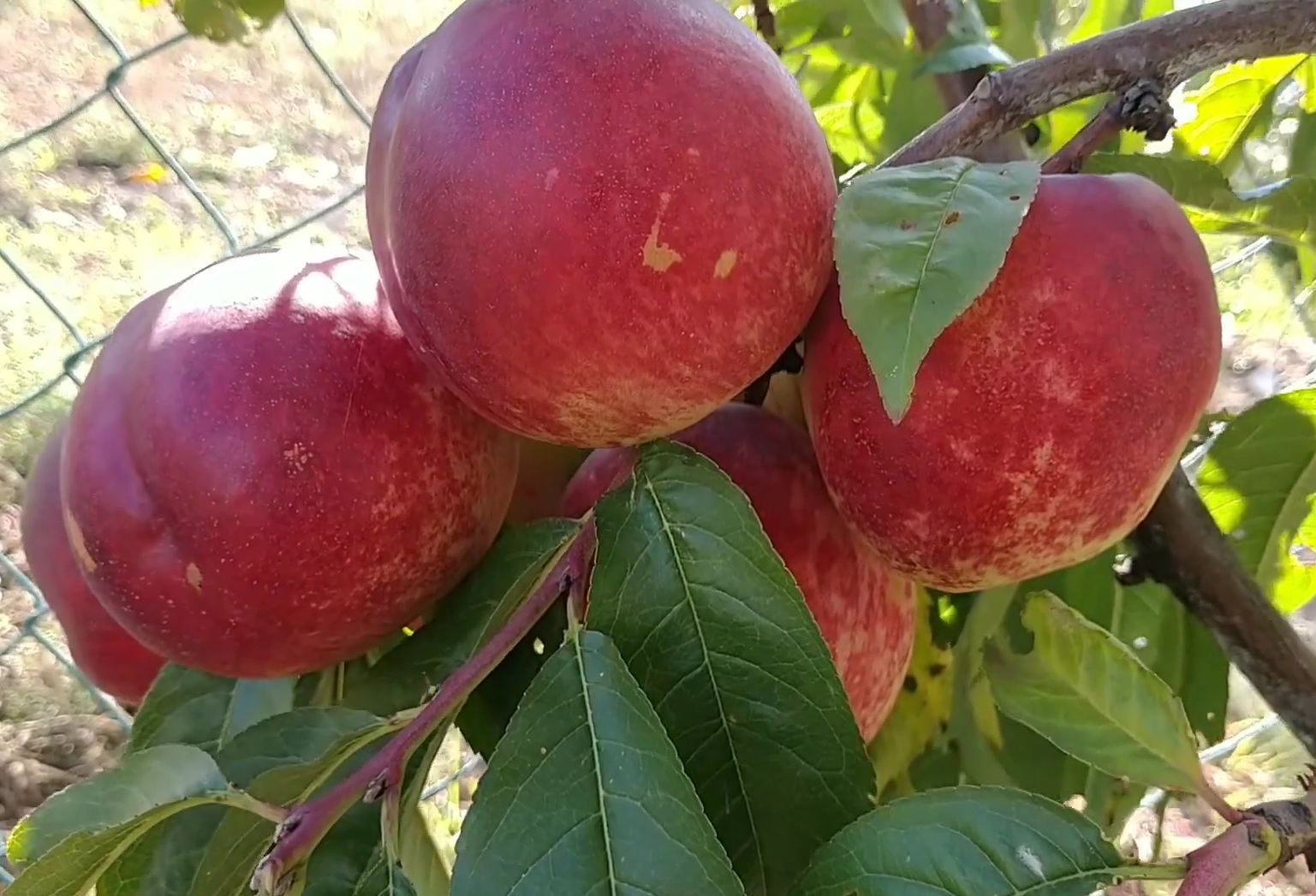 Купити Нектарин "Септембер Квін" 