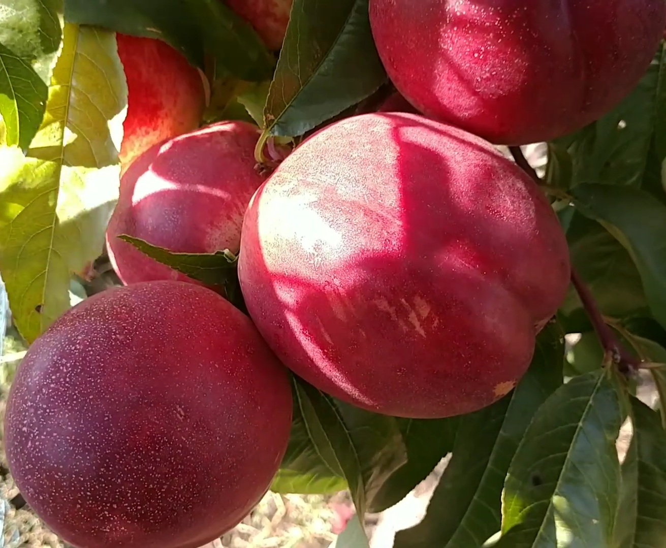 Купити Нектарин "Септембер Квін" 