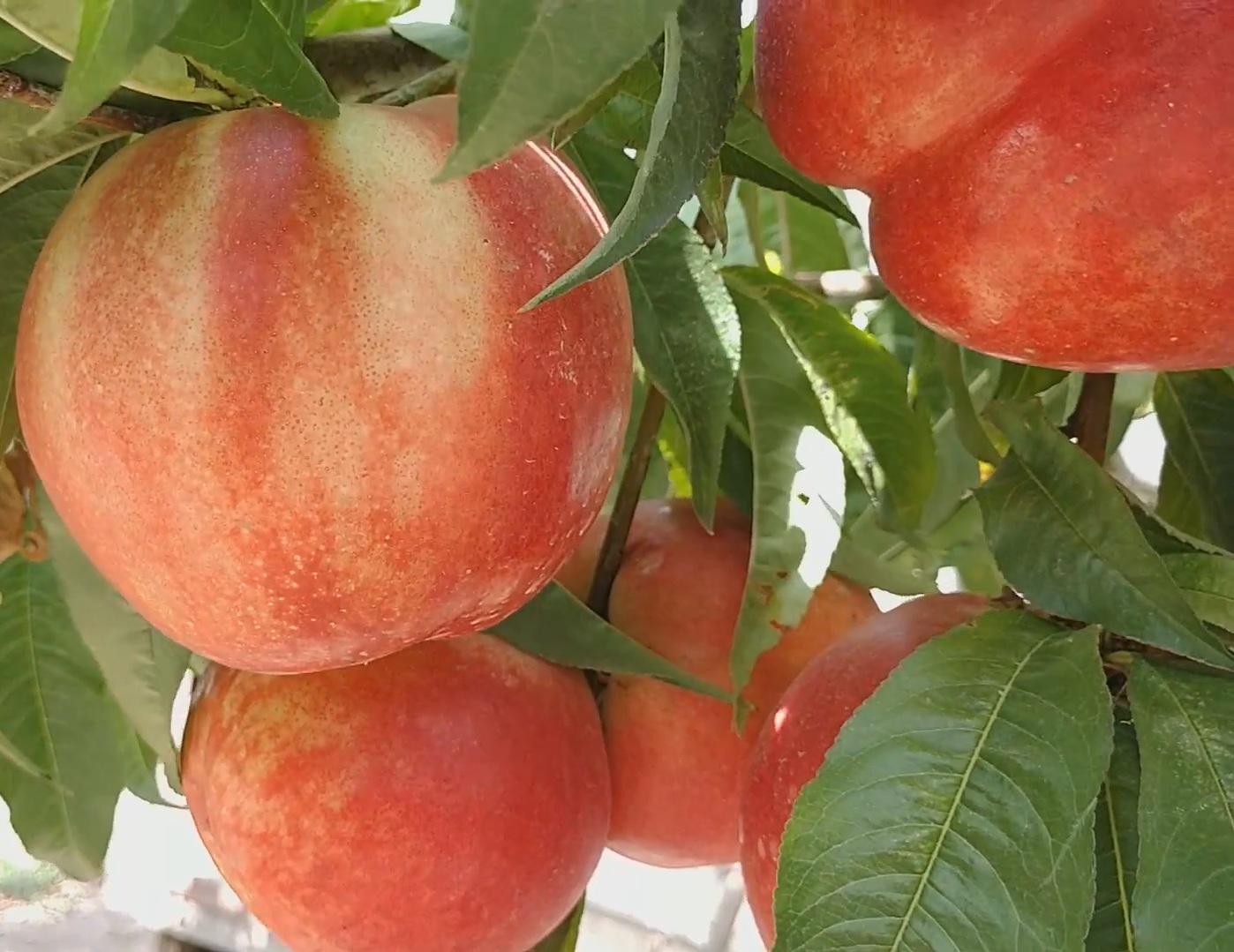 Купить Нектарин "Сноу Дроп"