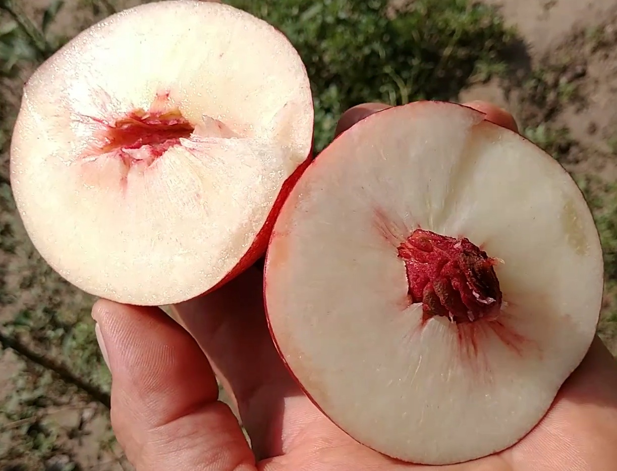 Купить Нектарин "Сноу Дроп"