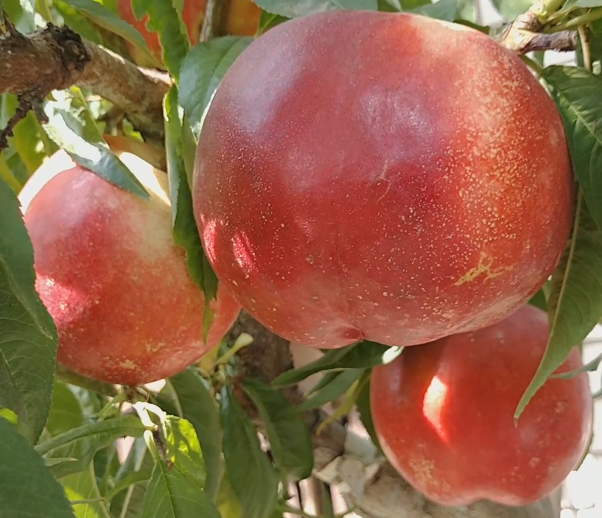 Купити Нектарин "Сноу Дроп"