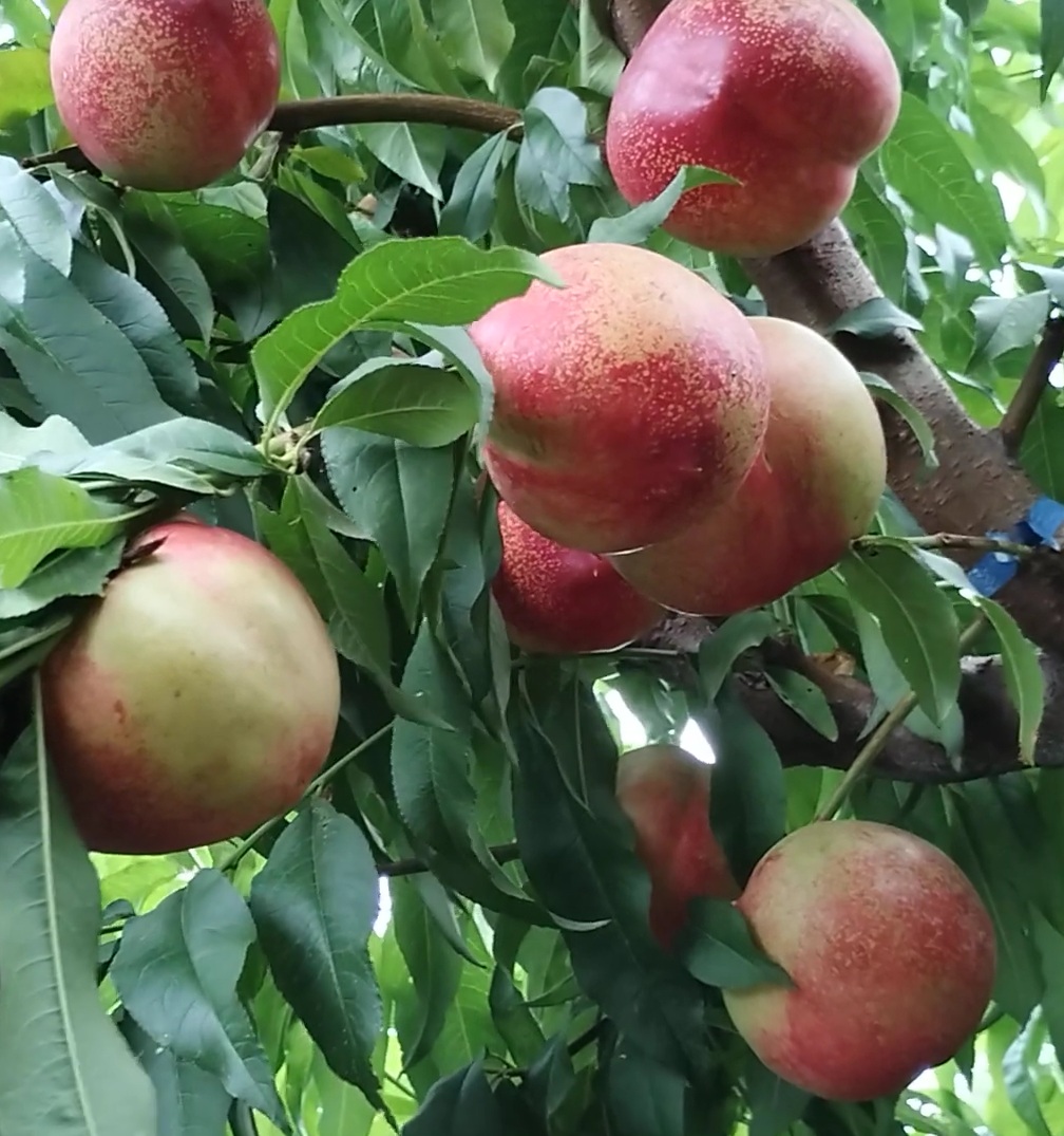 Купити Нектарин "Сноу Квін"