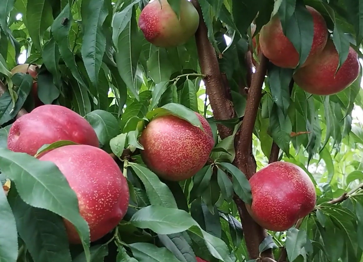 Купити Нектарин "Сноу Квін"