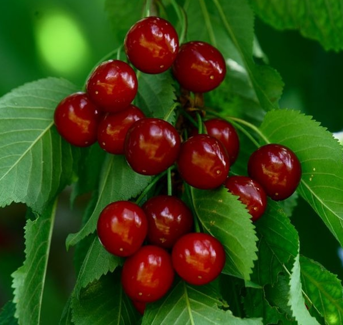 Купити саджанці вишні "Солідарність"