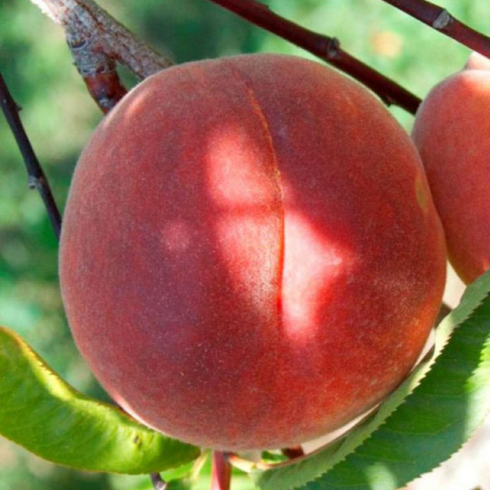 Купити Персик "Спрінг Голд"