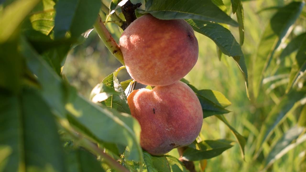 Купить Персик "Спринг Голд"