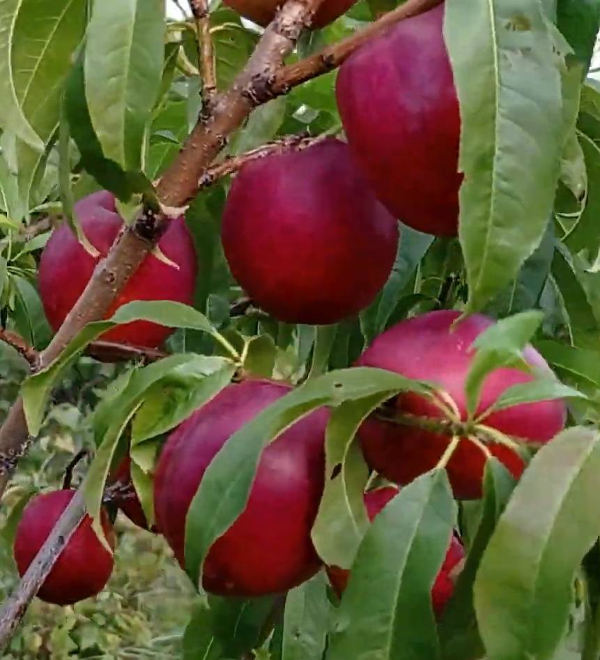 Купити Нектарин "Старк Ред Голд"