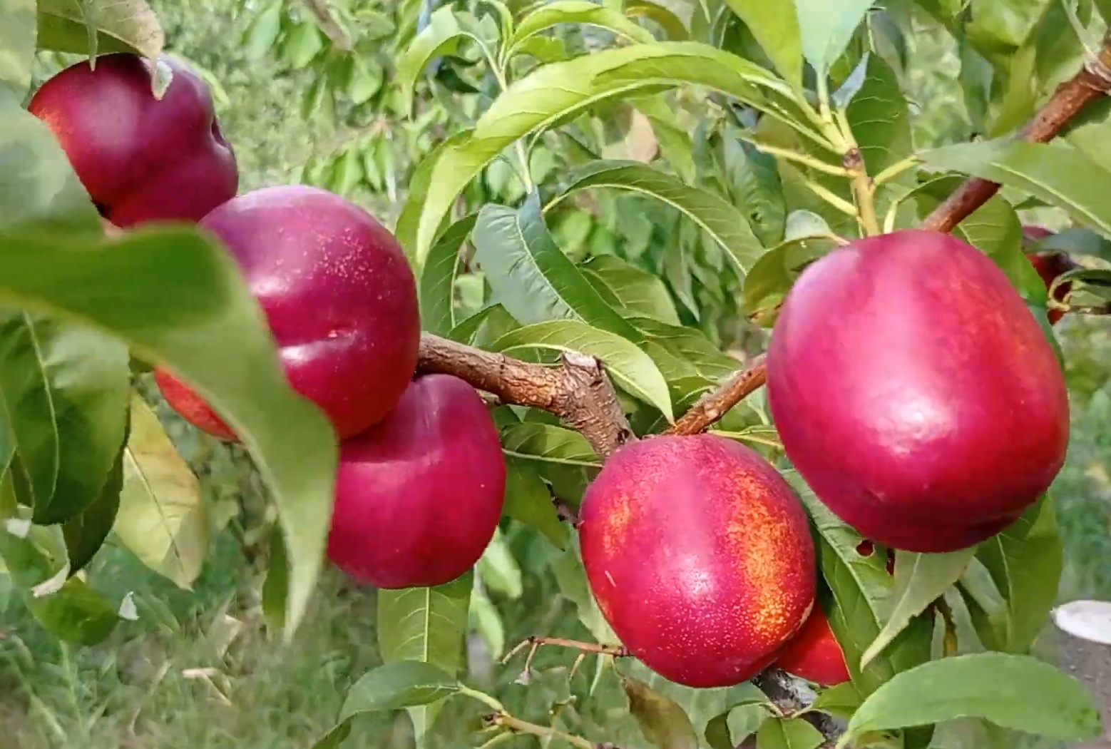 Купити Нектарин "Старк Ред Голд"