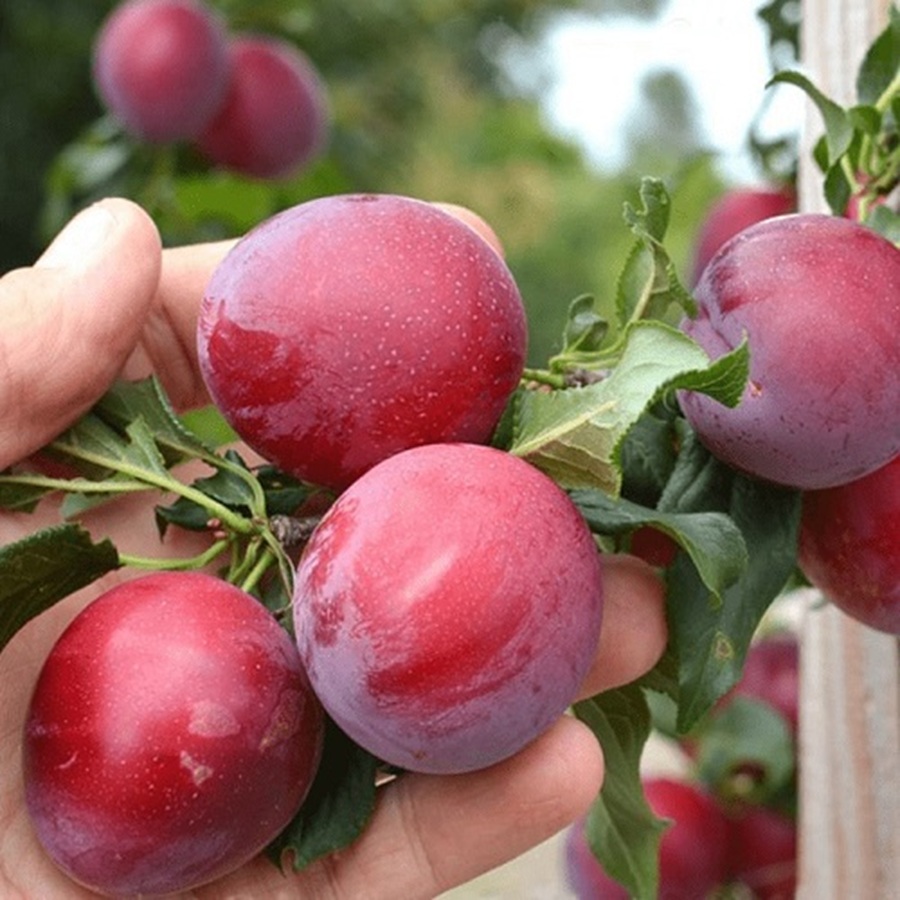 Купити Гібрид сливи "Старкінг Делішес"