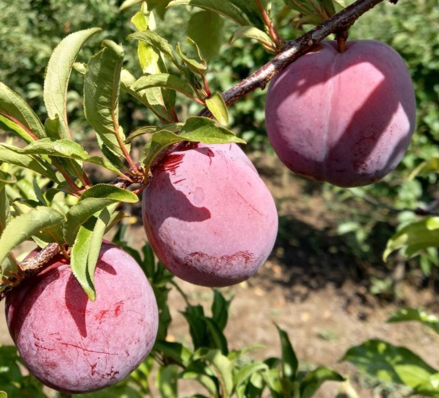 Купити Гібрид сливи "Старкінг Делішес"