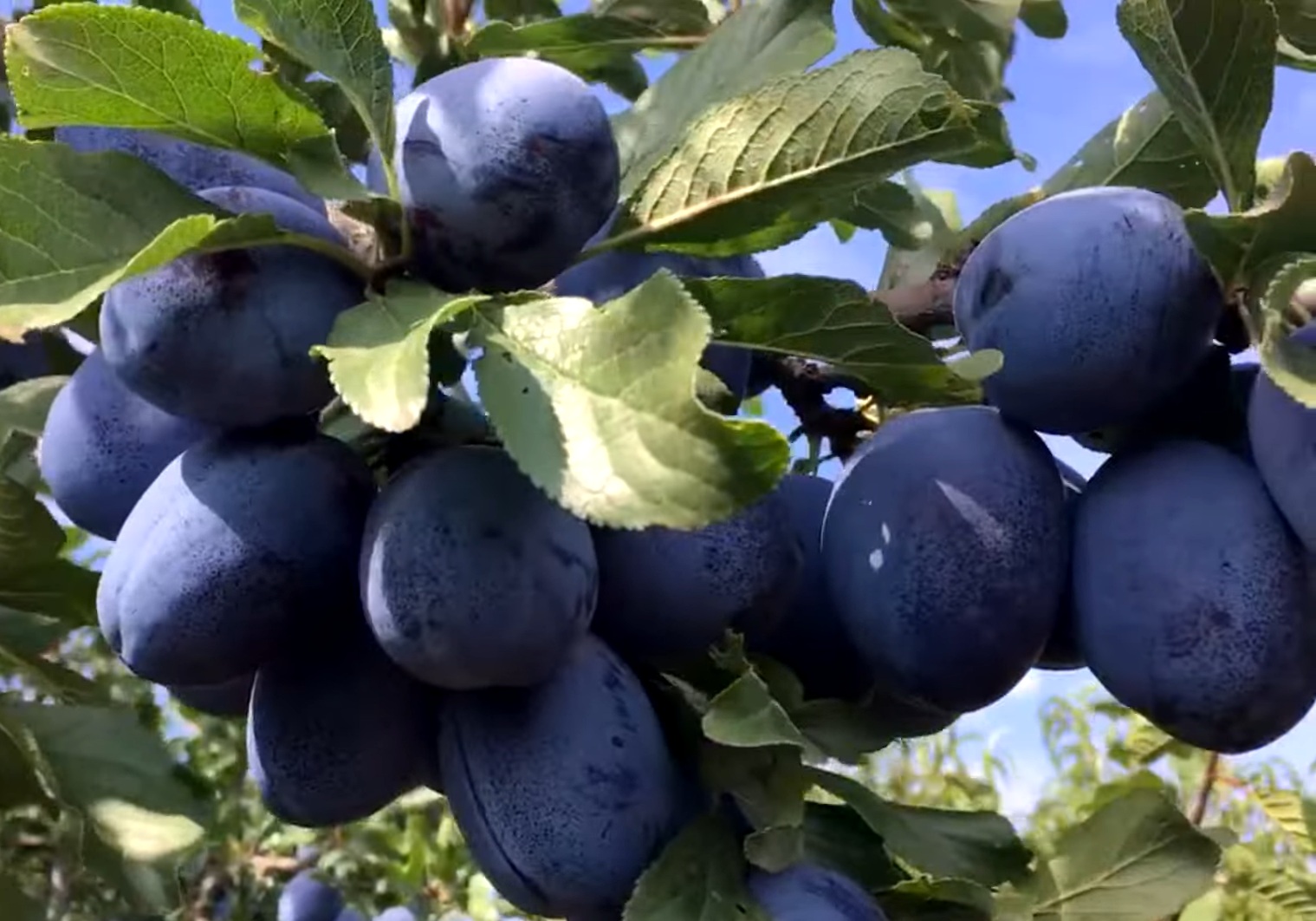 Купить Сливу "Стенлей"