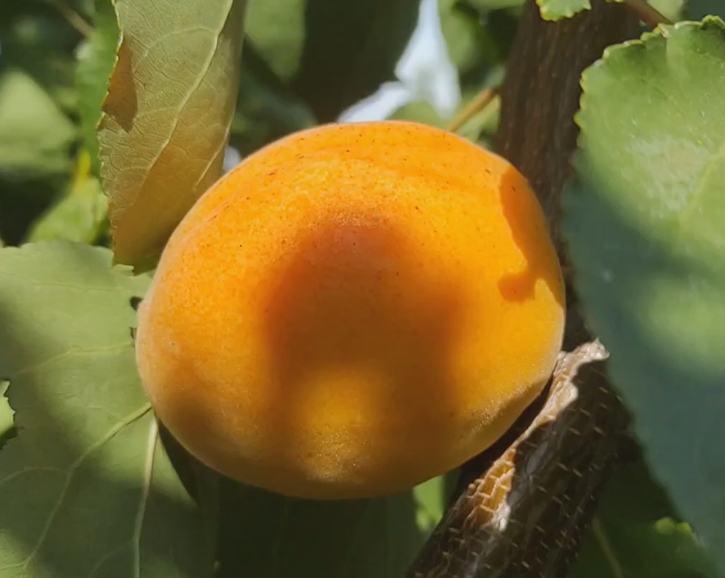 Купити Абрикос "Сульмона"