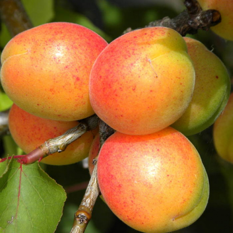 Купити Абрикос "Сульмона"