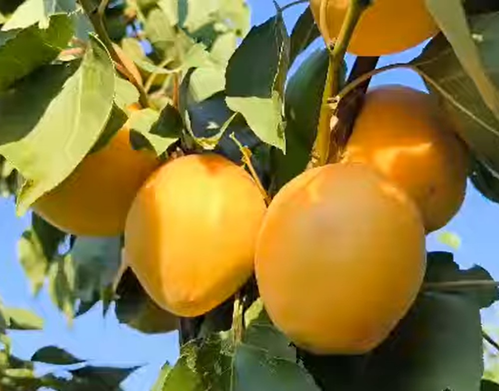 Купити Абрикос "Сульмона"