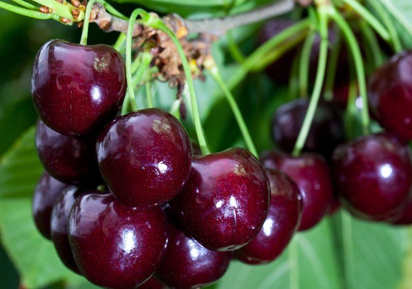 Купити Вишню Супутниця