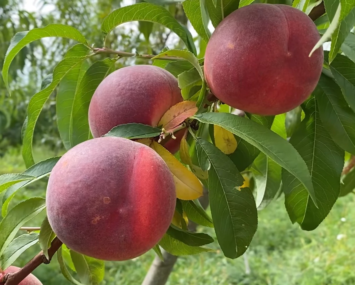 Купить Персик "Тендресс"