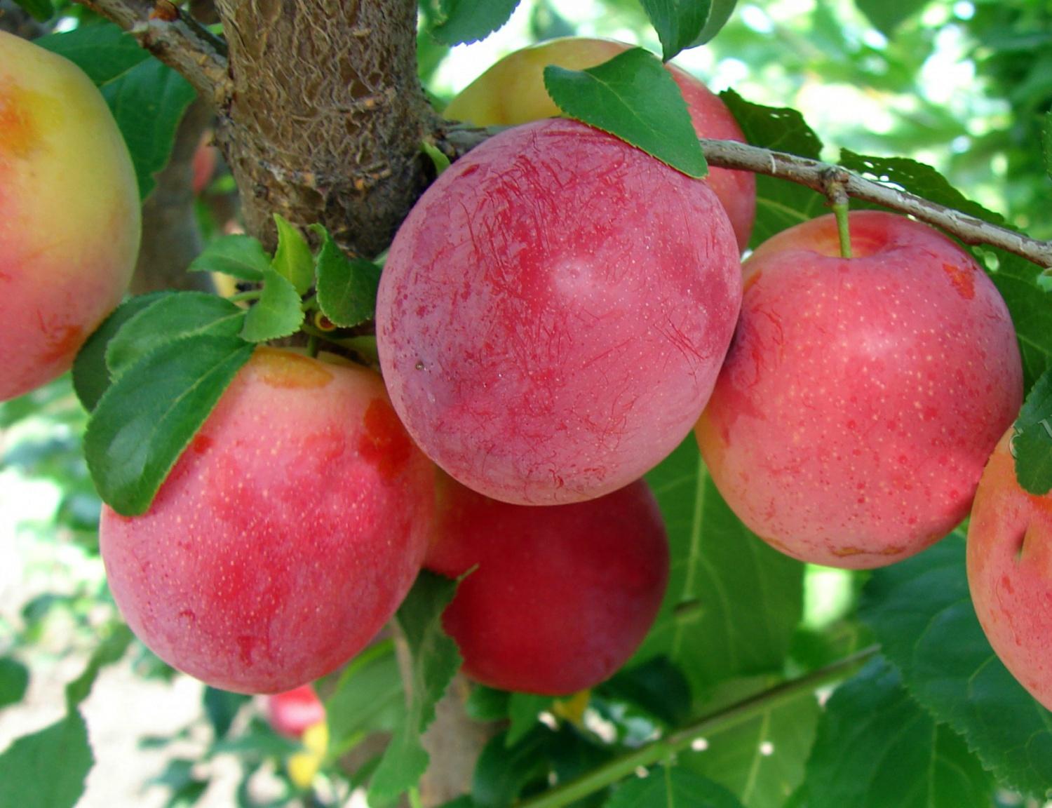 Алича "Тетяна"