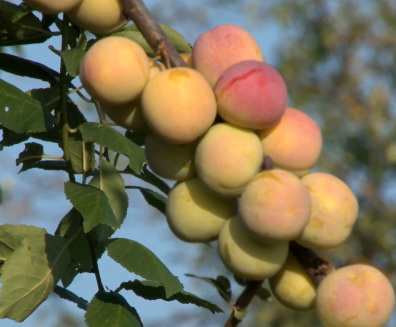 Алича "Тетяна"